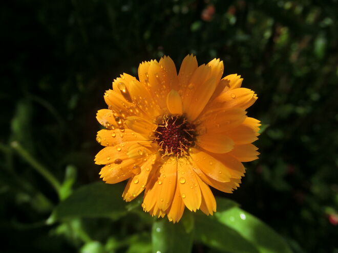 Ringelblume