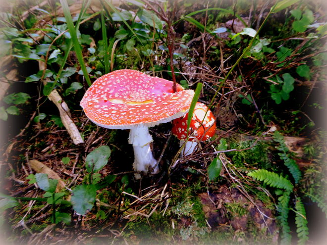 Ich wünsche euch Allen ein gesundes, glückliches Jahr 2025