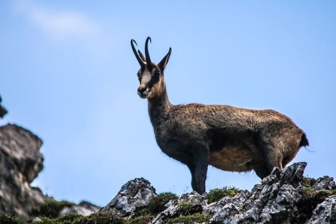 Berggams am Hochkönig