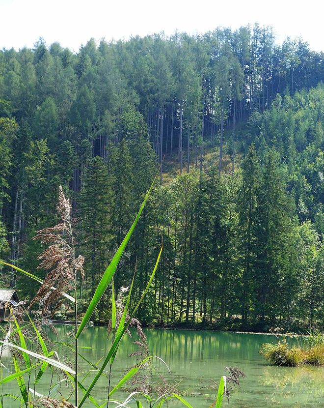 Wald = Stämme