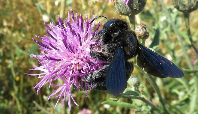 Blaue Holzbiene auf Wollkratzdistel