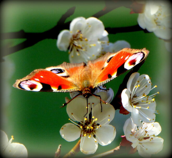 Besuch auf der Marillenblüte
