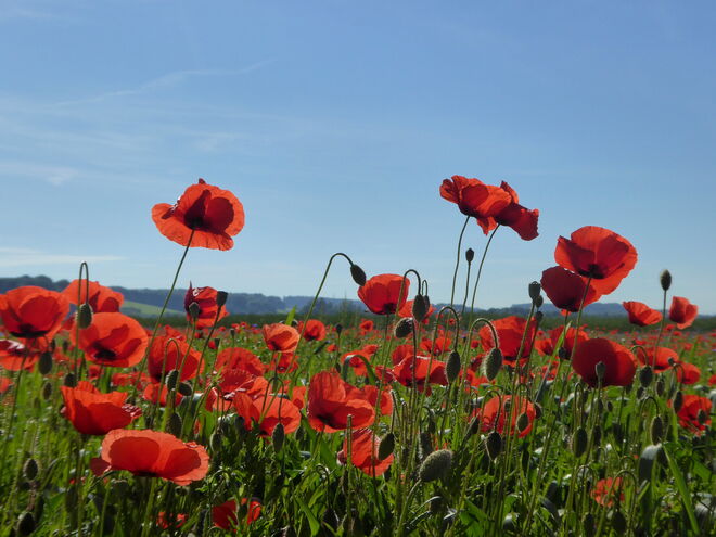Mohnblumenzeit