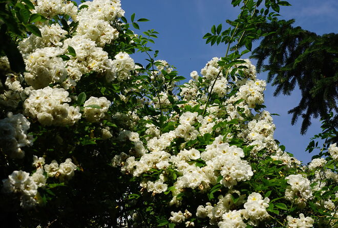 Meine Rose "Lykkefund" - ein Blütentraum - mehr geht nicht mehr