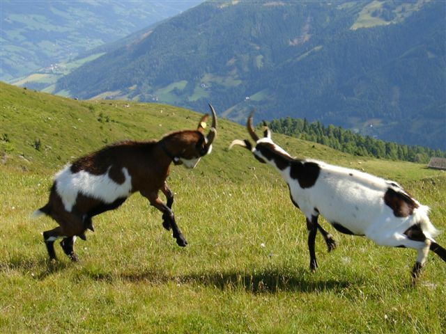 Kampf auf der Alm