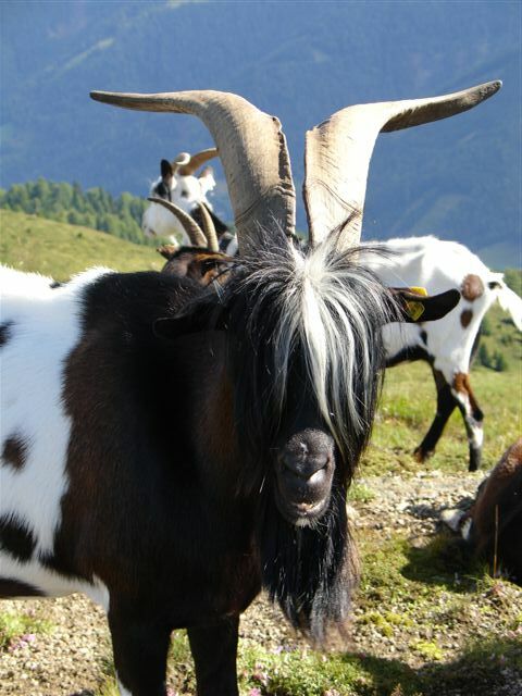 Ein wilder Bock ;)