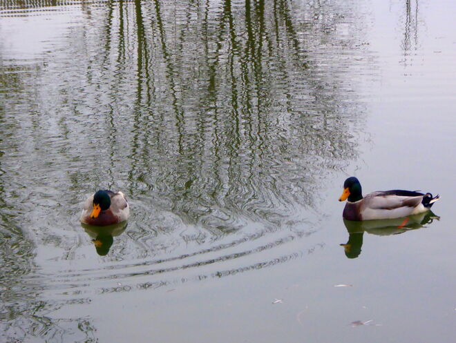 Enten...