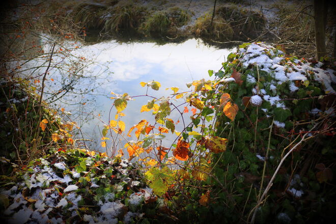 "DIE LETZTEN HERBSTBLÄTTER"