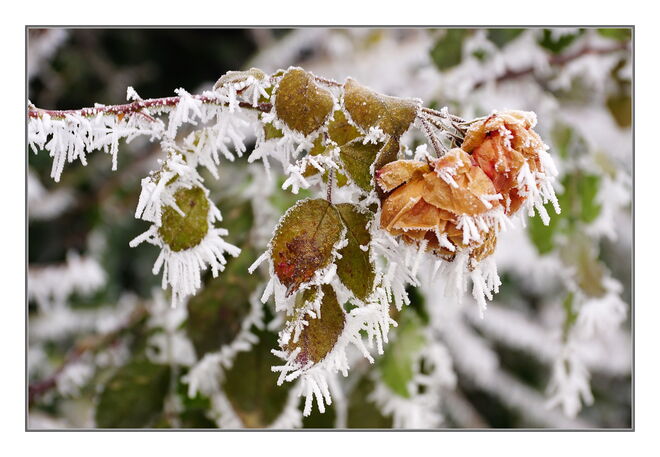 "Christrose" - etwas anders .....