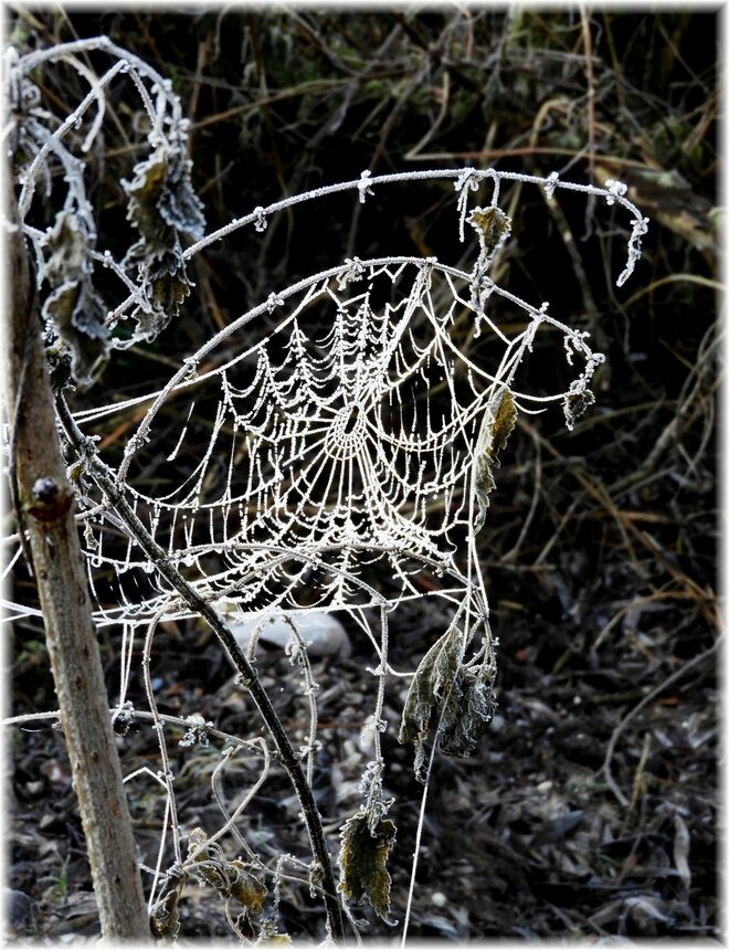 Morgenfrost im Spinnennetz