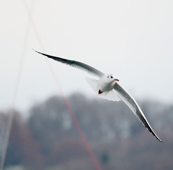 Der Möwe Flug