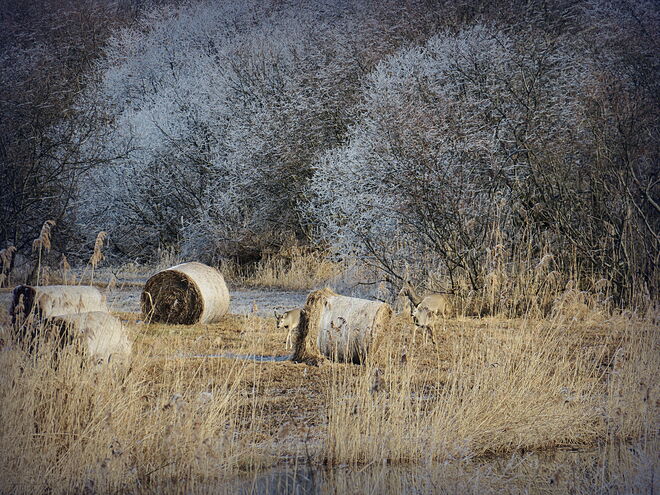 . . . und 3 Rehe schön getarnt