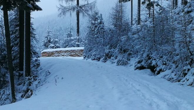 Wanderung im verschneiten Wald