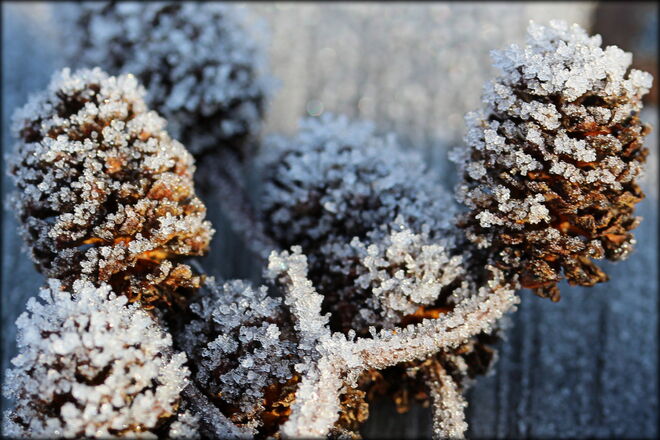 frostige Nächte