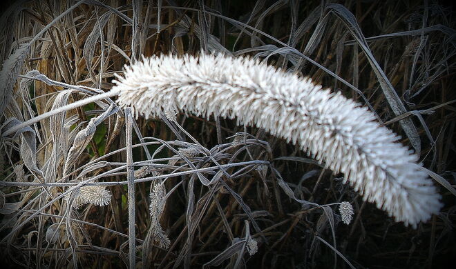 "GEBEUGTER RAUREIF"