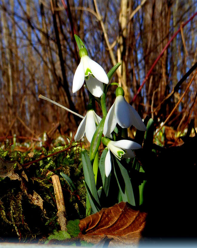 die echten Schneeglöckerl