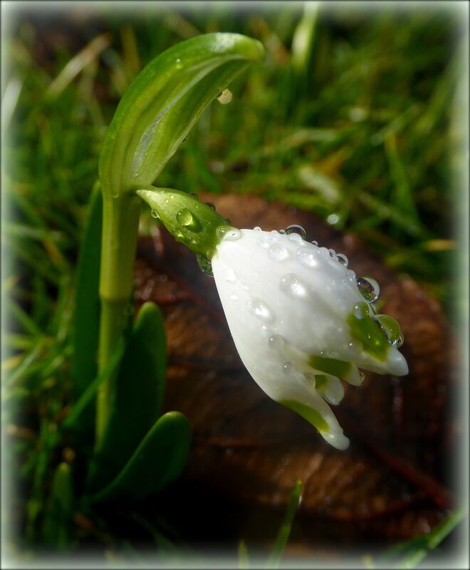 Frühlingsknotenblume ..