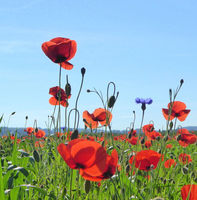 Mohnblumen
