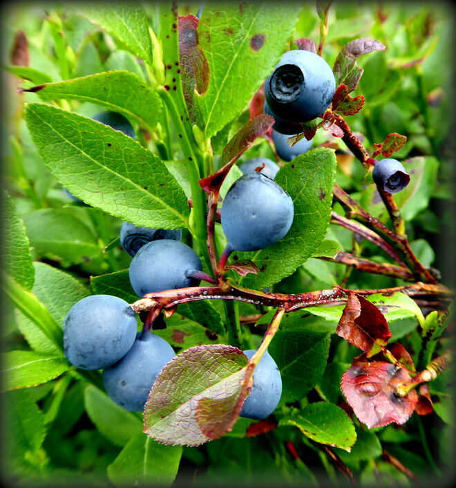 die Heidelbeeren sind reif..