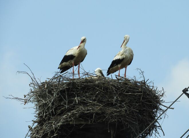 Eine Familie