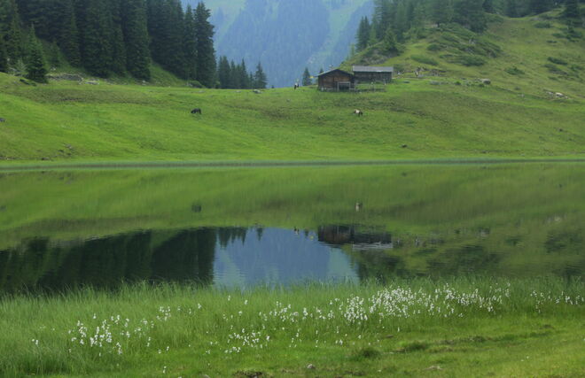 Sattes Grün