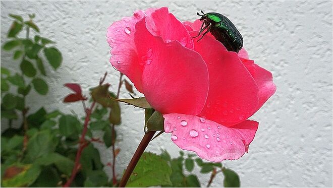 Rose mit grün glänzendem Rosenkäfer