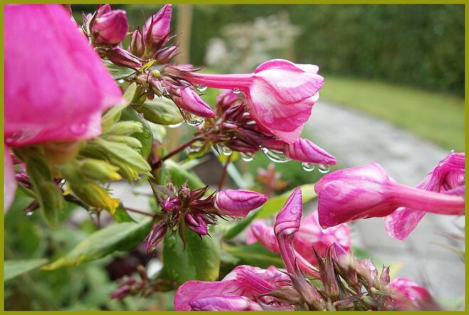 zuversichtlicher Phlox