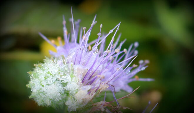 "NATUR-SPIKES"