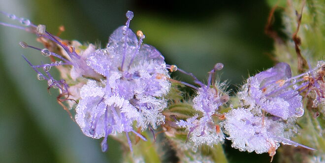 "FROSTIGE STIMMUNG "