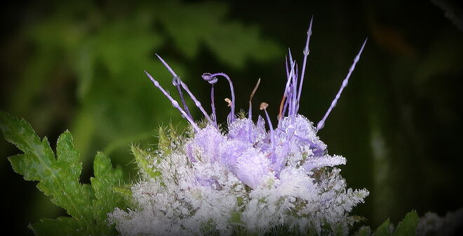 "FROSTIGE STIMMUNG 2"