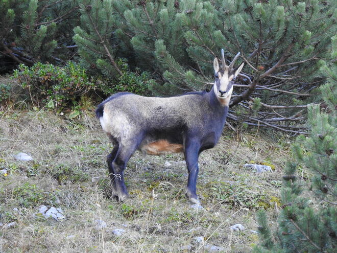 Der Fesschak