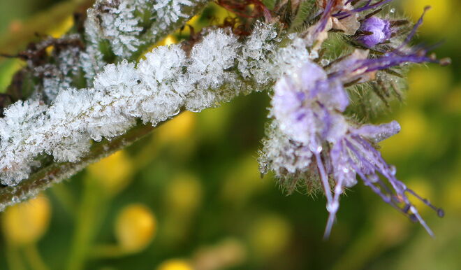 "FROST IM SONNENBLUMENFELD"