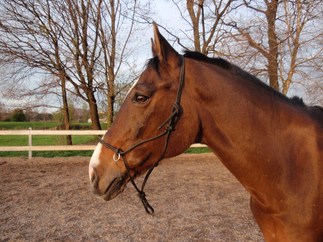Sir William