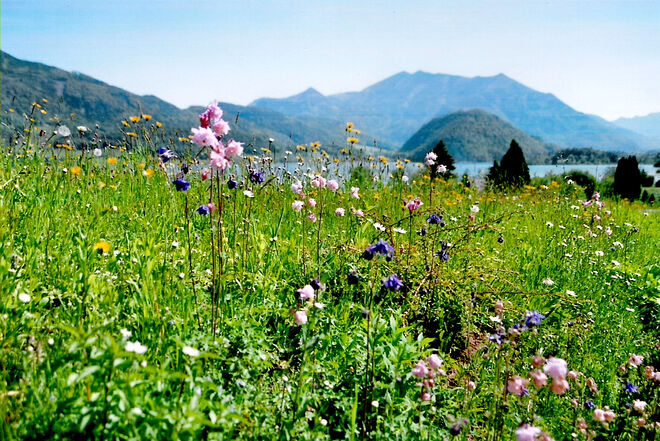 Blumenwiese