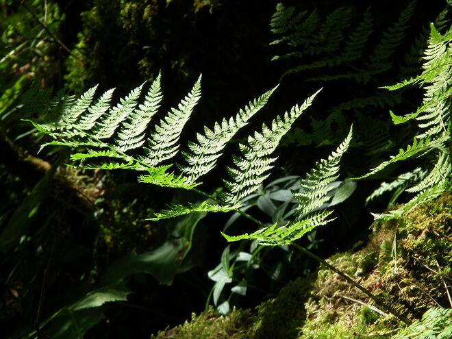 Farn im Sonnenlicht