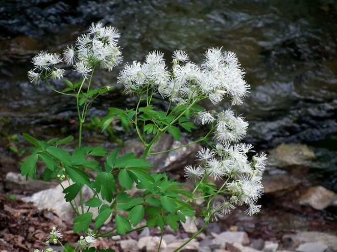 Akeleiblättrige Wiesenraute