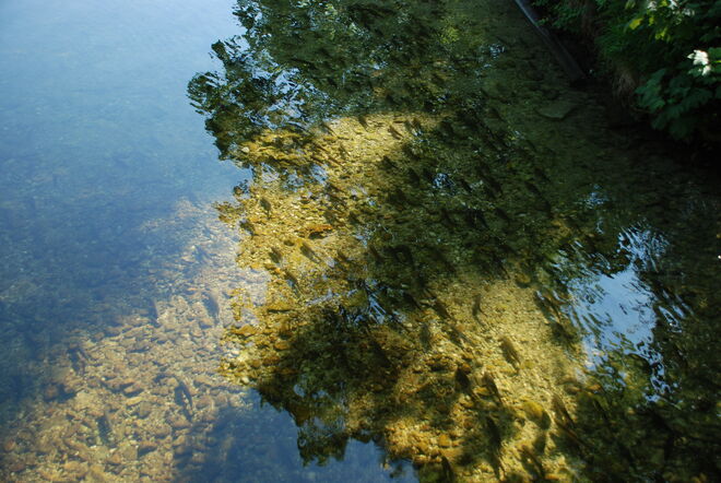 Fische, Fische, Fische .....