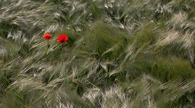 Mohn im Feld ...
