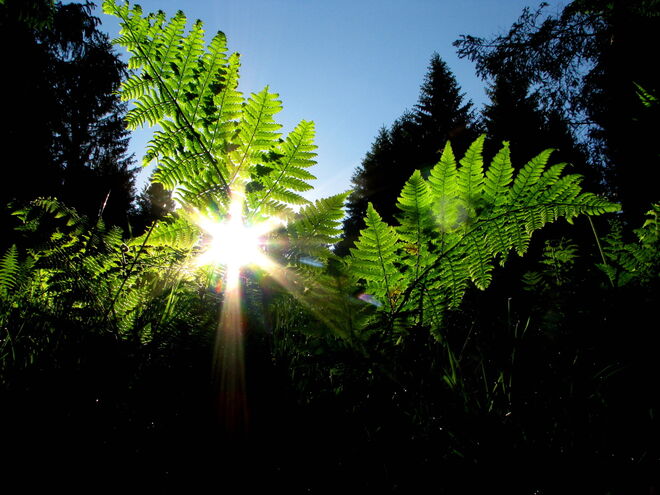 Im Wald und auf der Heide