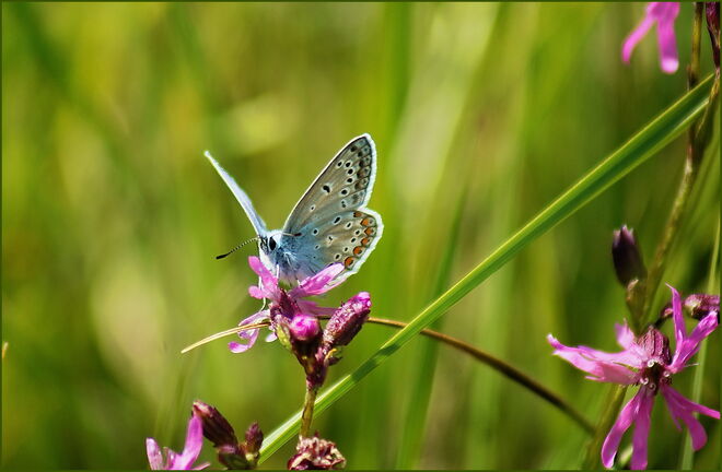 Bläuling in der Blumenwiese