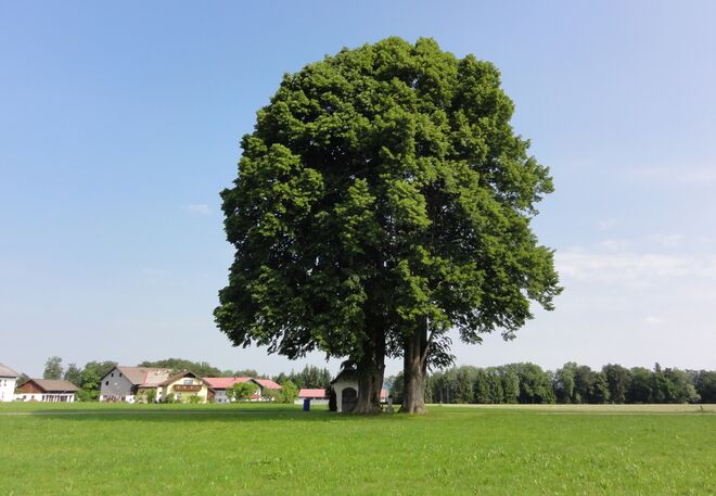 Die Linden von Kirchfenning in Henndorf