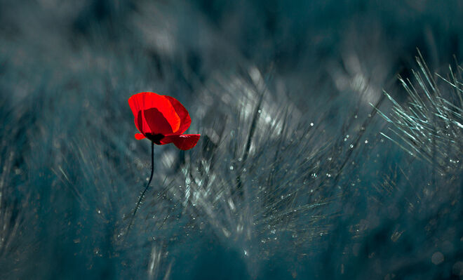 der Mohn ...