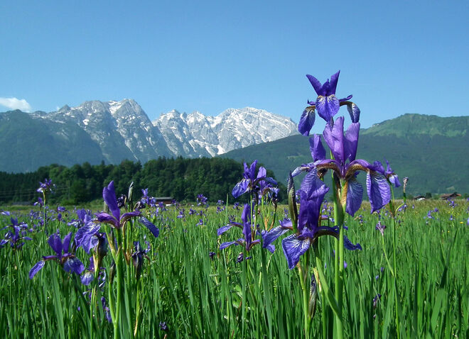 Wiese mit Schwertlilien
