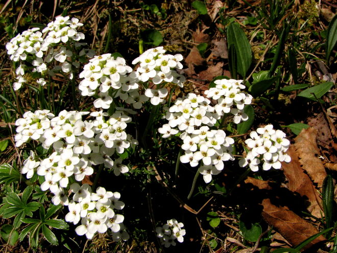 Gämskresse