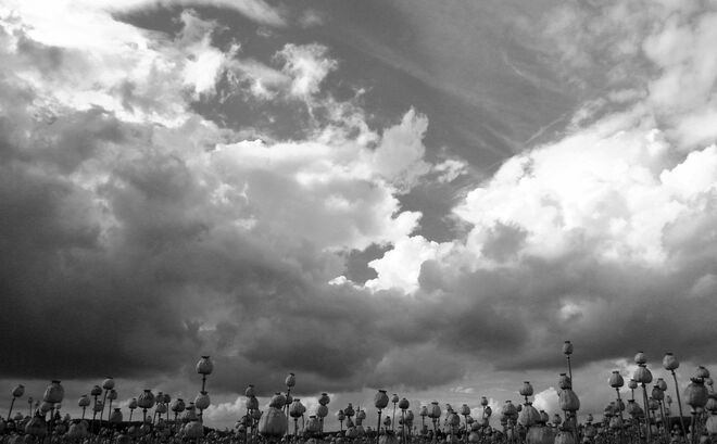MOHNFELD IM GEWITTER
