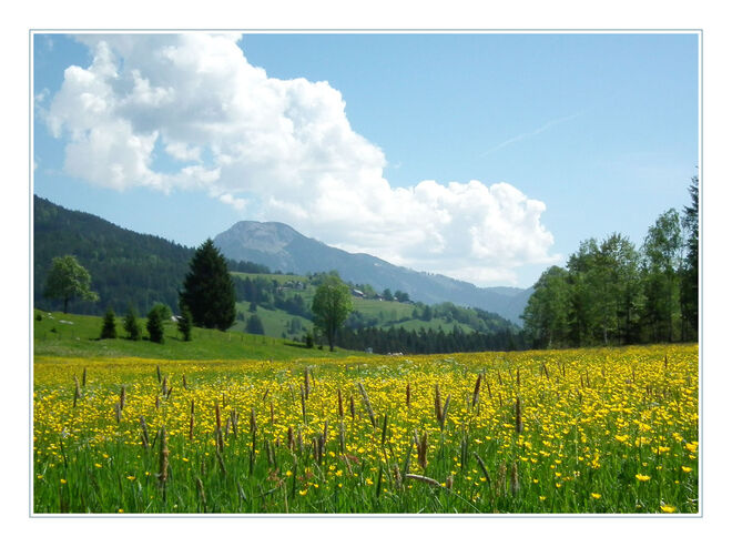 Blumenwiese