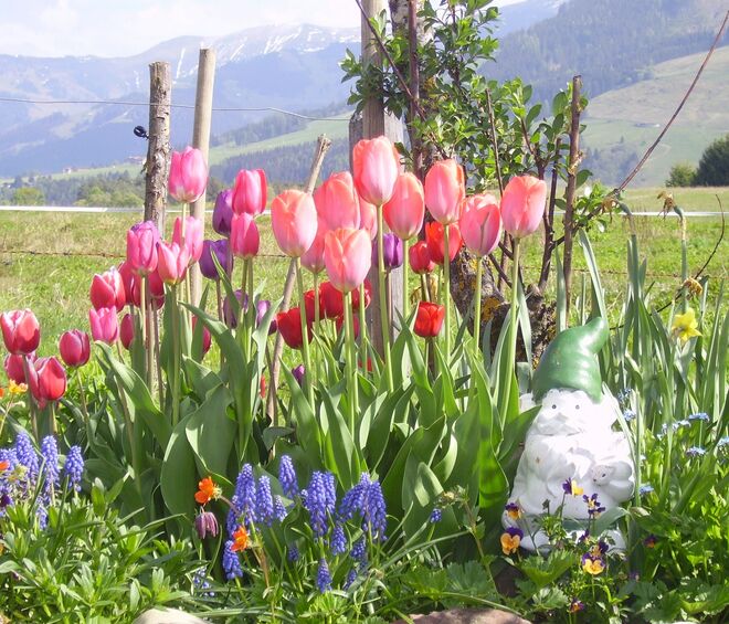 Meer von Tulpen