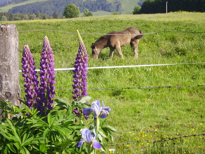 Lupinen und Fohlen