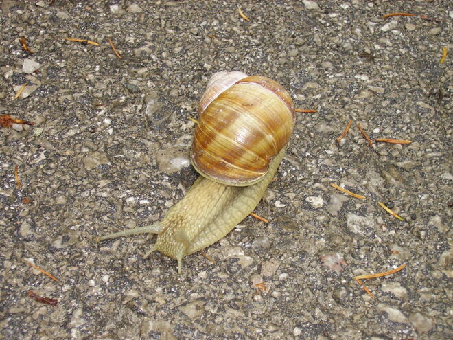 Weinbergschnecke