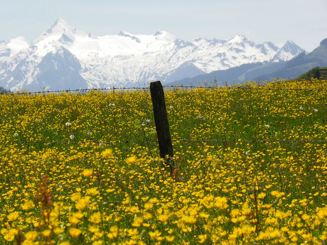 Blick zum Kitz
